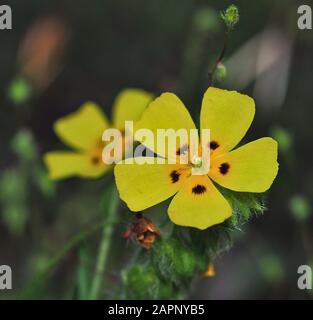 Blume ähnlich wie gelber pimpernel und Mohn, der im schattigen mediterranen Wald wächst. Stockfoto