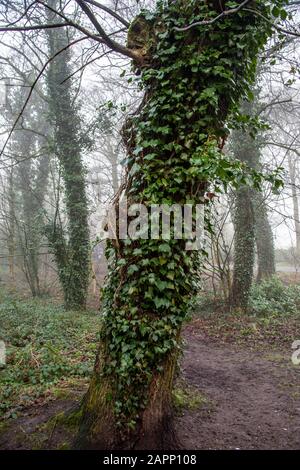 Das nebelige Winterwetter bedeckt Bäume, Menschen, einen Spielplatz und verschiedene Vogelnester. Stockfoto