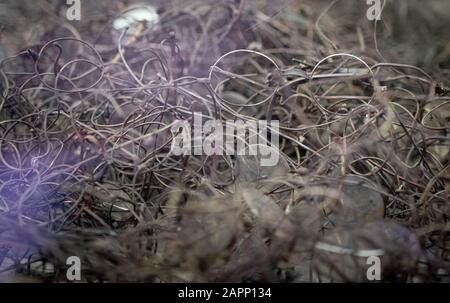 Oswiecim, Polen. Januar 2020. Die Brille der Häftlinge ist im Museum des ehemaligen Konzentrationslagers Auschwitz I. 27.01.2020 ist der 75. Jahrestag der Befreiung des Konzentrationslagers durch die Rote Armee. Von 1940 bis 1945 Betrieb die SS den Komplex mit zahlreichen Satellitenlagern als Konzentrations- und Vernichtungslager. Die Zahl der Ermordeten beläuft sich auf 1,1 bis 1,5 Millionen, die meisten von ihnen Juden. Auschwitz steht als Symbol des industriellen Massenmordes und der Judenvernichtung. Credit: Kay Nietfeld / dpa / Alamy Live News Stockfoto