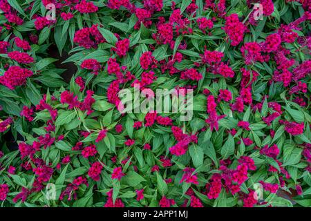 Blumenbeet mit schönen Azaleenblüten, blühenden Sträuchern in der Gattung Rhodendronhey und gehören zur Familie der Ericaceae Stockfoto