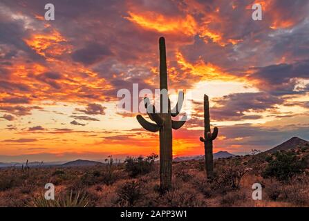 Sonnenuntergang in Arizona mit brennendem Himmel und Kakteenpflanzen Stockfoto