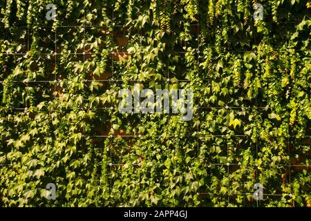 Stahlseilkonstruktion für einfaches Klettern bei Pflanzen. Vertikale Wand für wachsende Pflanzen angepasst. Stockfoto