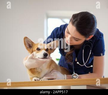 Tierarzt und corgi Hund an Tierklinik Stockfoto