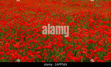 Rolling Poppy Fields in Flanders WW1 World war 1 Battlefield Erinnerungsbild Panorama-Banner Hintergrundbild Stockfoto