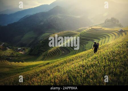 Reisfelder auf terrassenförmigen Mu Cang Chai, YenBai, Reisfeldern bereiten die Ernte in Nordwest-Vietnam.Vietnam-Landschaften vor. Stockfoto