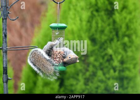 Ein graues Gleithörnchen isst Erdnüsse von einem Vogelzubringer. Stockfoto