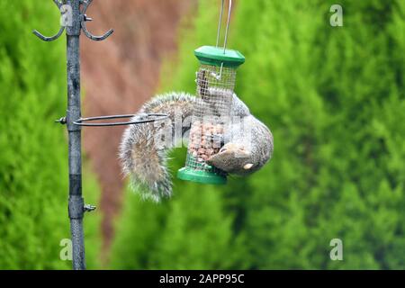 Ein graues Gleithörnchen isst Erdnüsse von einem Vogelzubringer. Stockfoto
