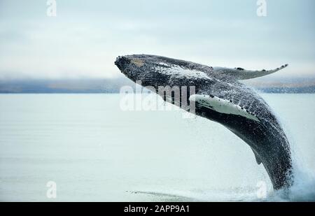 Buckelwale (Megaptera novaangliae), die in der Nähe von Husavik City in Island ausbrechen. Stockfoto