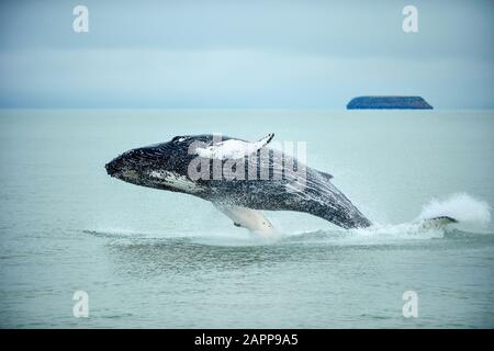 Buckelwale (Megaptera novaangliae), die in der Nähe von Husavik City in Island ausbrechen. Stockfoto