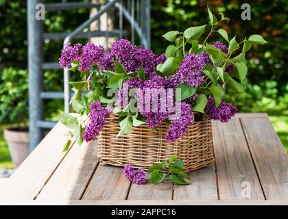 Gartenszene mit Blumenstrauß aus lilafarbenen Fliegenblüten im Korbkorb auf dem Holztisch. Floristisches Konzept. Stockfoto