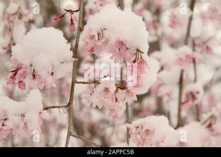 Neuschnee auf einer blühenden Weinenden Kirsche Stockfoto