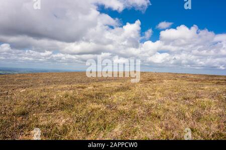 Bettmoor auf Wolftrap Mountain, Slieve Bloom Mountains, County Offaly, Irland, mit reichlich blühender Moorbaumwolle (Eriophorum angustifolium) im Mai Stockfoto