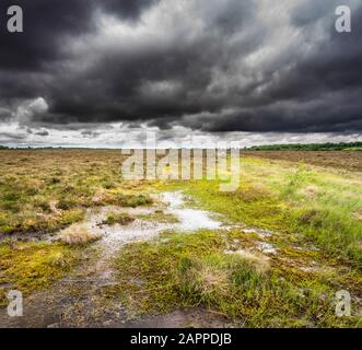 Clara Bog Nature Reserve, County Offaly, Irland, ist ein angehoben in einem Bereich, in dem viel von der ursprünglichen bog bog hat Torfgewinnung unterzogen Stockfoto