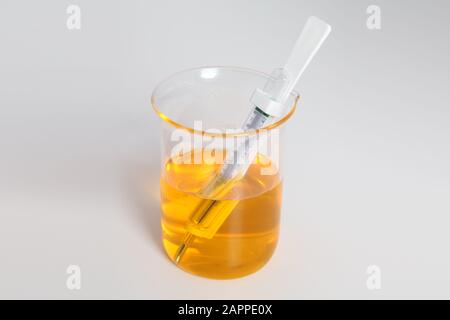 Gelbe Flüssigkeit in einem Borosilikatglas-Becher mit Thermometer-Dip, Wissenschaftslabor auf weißem Hintergrund Stockfoto