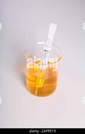 Thermometer im Glasbecher aus gelbem Flüssigkeitsspitch, Wissenschaftslabor auf weißem Hintergrund Stockfoto