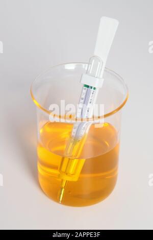 Thermometer im Glasbecher aus gelbem Flüssigkeitsspitch, Wissenschaftslabor auf weißem Hintergrund Stockfoto