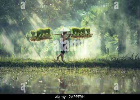 In der Regenzeit Bauen Bauern Reis an. Sie wurden mit Wasser und Schlamm getränkt, um für die Bepflanzung vorbereitet zu werden. Stockfoto