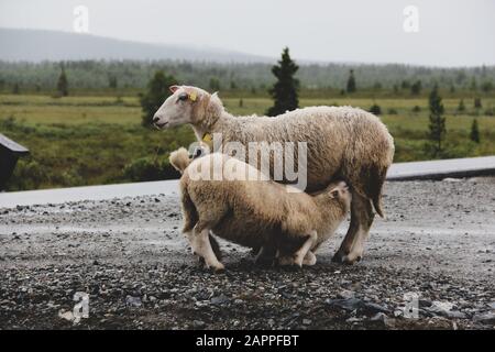 Schafe, die im Hintergrund mit grüner Landschaft gefüttert werden Stockfoto