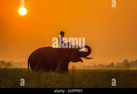 Elefanten sind auf dem Feld glücklich mit Bulldozern und Mahout bei Sonnenaufgang, Surin, Thailand Stockfoto