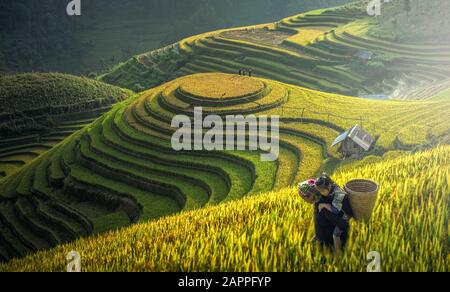 Mutter und Dauther Hmong, arbeiten auf Reisterrassen, Mu cang chai, Vietnam Stockfoto