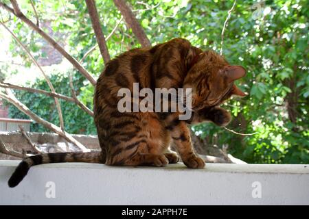 Gestreifte, braune Bengalkatze leckt sich im Hinterhofgarten Stockfoto