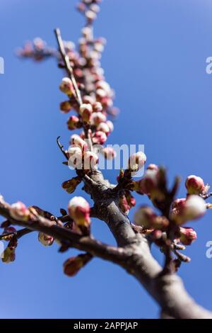 Aprikosenblütenknospen an einem Ast im Frühjahr Stockfoto