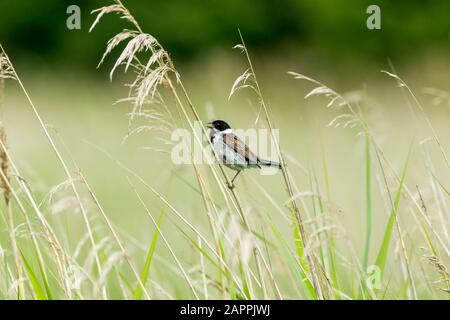 Männliche Schilfbrötchen (wissenschaftlicher Name: Emberiza schoeniclus) auf einem Grasstamm aufgehüllt und mit im natürlichen Schilfbeet geöffnetem Schnabel gesungen. Nach links Stockfoto