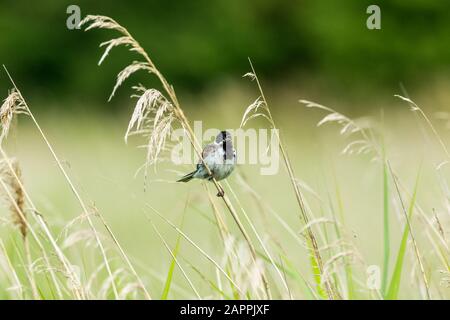 Männliche Schilfbrötchen (wissenschaftlicher Name: Emberiza schoeniclus) auf einem Grasstamm aufgehüllt und mit Schnabel opn im natürlichen Schilfbeet Lebensraum gesungen. Nach rechts Stockfoto