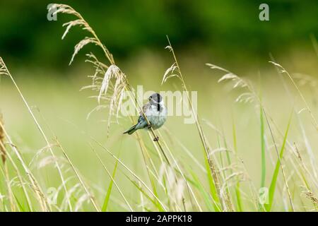 Männliche Schilfbrötchen (wissenschaftlicher Name: Emberiza schoeniclus) auf einem Grasstamm im natürlichen Schilfbeet Lebensraum. Nach links. Querformat. Platz für die Kopie Stockfoto