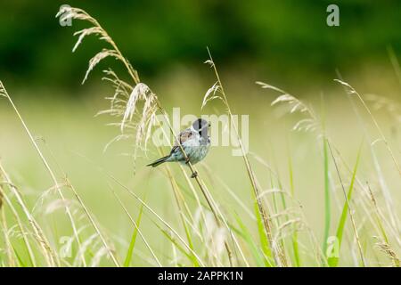 Männliche Schilfbrötchen (wissenschaftlicher Name: Emberiza schoeniclus) auf einem Grasstamm im natürlichen Schilfbeet Lebensraum. Nach rechts. Querformat. Kopierbereich Stockfoto