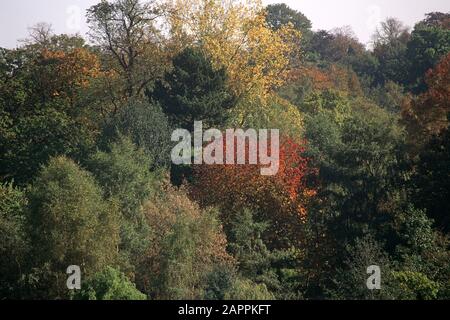 Farben im Frühherbst, Hampstead Heath, North London, England, Großbritannien Stockfoto