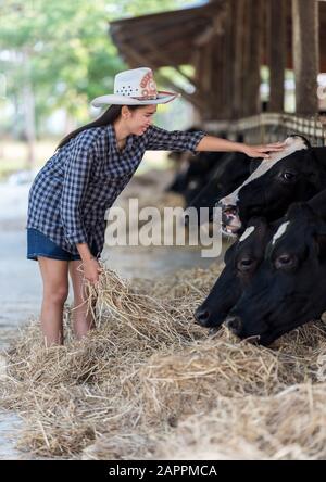 Closeup auf Kühe von Cattleman gefüttert Stockfoto