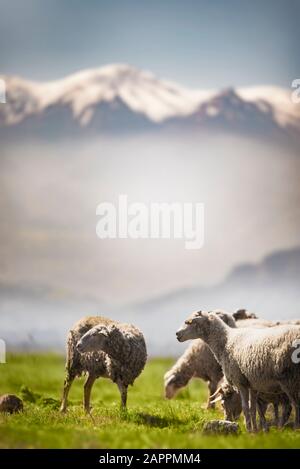 Schafherde füttert in der Frühlingssaison auf der Wiese mit einem verschneiten Berg auf dem Hintergrund. Stockfoto