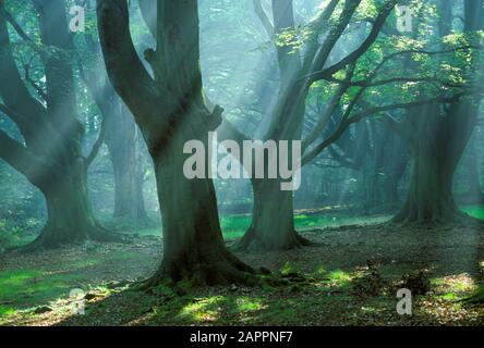 Frithsden Beeches Fagus sylvatica an einem frühen Herbstmorgen im Oktober Ashridge Hertfordshire Stockfoto