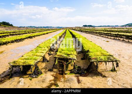 Reihen von Austernbeuteln, bedeckt mit Algen, die bei Ebbe in Plougrescant Austernbetten in der nördlichen Bretagne in Frankreich auf Baumsteln liegen. Stockfoto