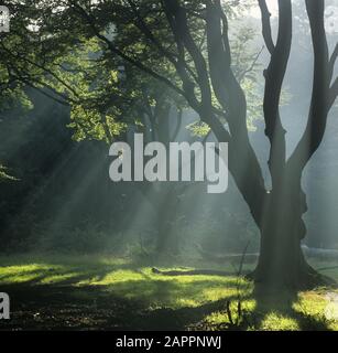Frithsden Beeches Fagus sylvatica an einem frühen Herbstmorgen im Oktober Ashridge Hertfordshire Stockfoto