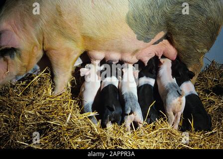 Viehzucht - Ferkel säugen ein Sau Schwein auf einer Schweinehaltung / in der Nähe von Vermilion, Minnesota, USA. Stockfoto