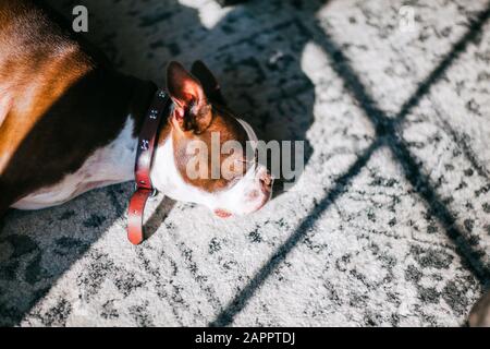 Französischer Bulldogge schläft auf Teppich Stockfoto