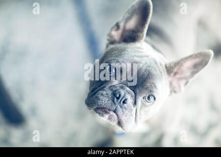 Portrait der französischen Bulldogge zu Hause Stockfoto
