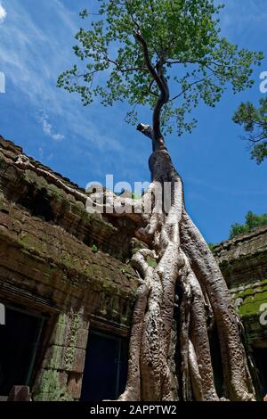 TA Prohm Temple (Rajavihara), Angkor, UNESCO-Weltkulturerbe, Provinz Siem Reap, Kambodscha, Indochina, Südostasien, Asien Stockfoto