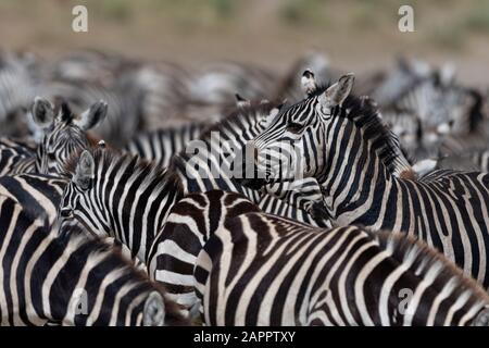 Eifer der Ebenen Zebras (Equus quagga), Ndutu, Ngorongoro Conservation Area, Serengeti, Tansania Stockfoto