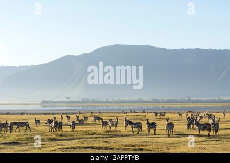 Zebra-Ezeal (Equus quagga), Ngorongoro-Krater, Ngorongoro-Schutzgebiet, Serengeti, Tansania Stockfoto