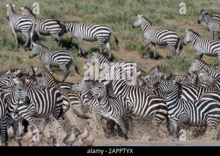 Eifer der Ebenen Zebras (Equus quagga), Ndutu, Ngorongoro Conservation Area, Serengeti, Tansania Stockfoto