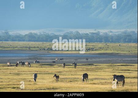 Gewöhnliche Zebras (Equus quagga), Krater Ngorongoro, Ngorongoro Conservation Area, Serengeti, Tansania Stockfoto