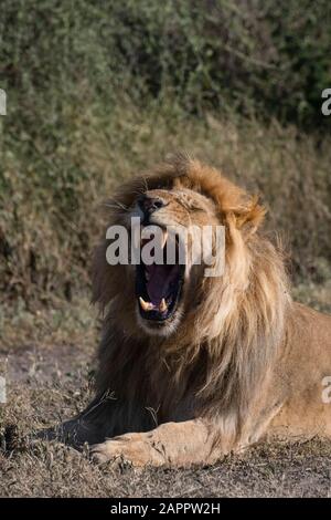 Männliche Löwe (Panthera leo), Ndutu, Ngorongoro Conservation Area, Serengeti, Tansania Stockfoto