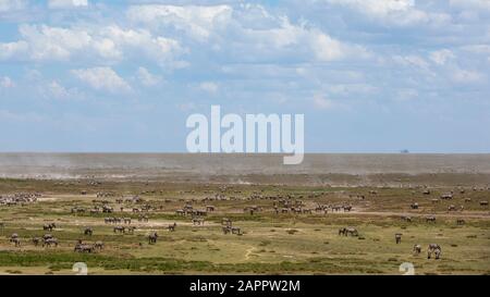 Eifer der Ebenen Zebras (Equus quagga), Ndutu, Ngorongoro Conservation Area, Serengeti, Tansania Stockfoto