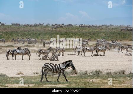 Eifer der Ebenen Zebras (Equus quagga), Ndutu, Ngorongoro Conservation Area, Serengeti, Tansania Stockfoto