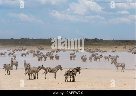 Eifer der Ebenen Zebras (Equus quagga), Ndutu, Ngorongoro Conservation Area, Serengeti, Tansania Stockfoto