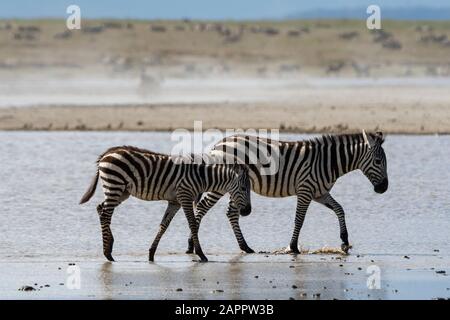 Ebenen Zebras (Equus quagga), Ndutu, Ngorongoro Conservation Area, Serengeti, Tansania Stockfoto