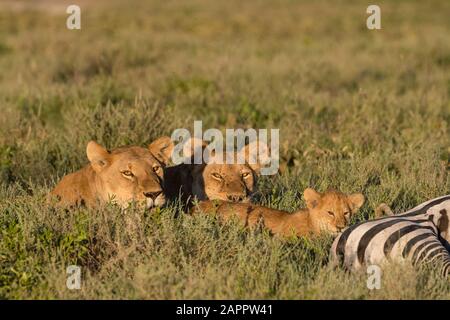 Zwei Löwin (Panthera leo), die sich neben 5 Wochen alter Quader auf dem gemeinsamen Zebrakadaver (Equus quagga), Seronera, Serengeti National Park, Tansania entspannen Stockfoto